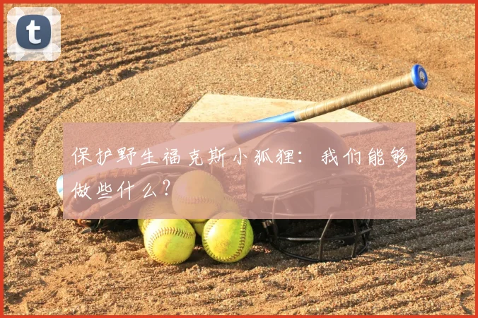 保护野生福克斯小狐狸：我们能够做些什么？